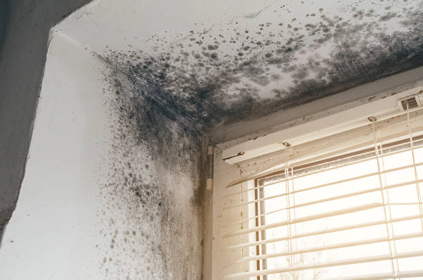 Affordable Attic Mold Removal solutions in Osceola Mills, PA